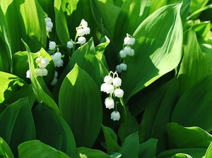 Makna Lily of the Valley, Bunga Favorit Kerajaan Inggris dan Christian Dior