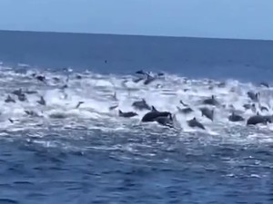 Ratusan Lumba-lumba Menari Pertanda Baik Bagi Perairan Banyuwangi