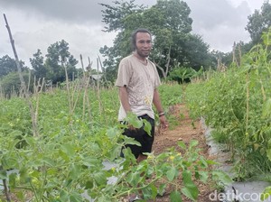 Cerita Debt Collector Banting Setir Tanam Tomat, Raup Jutaan Rupiah