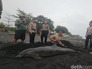 Lumba-Lumba Mati Penuh Luka Terdampar di Pantai Watu Klotok