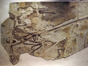 Banyak Fosil Dinosaurus Spesies Baru Ditemukan di Afrika, Tapi...
