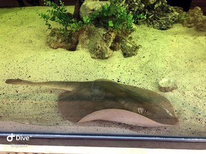 Seekor Ikan Pari Hamil Secara Misterius di Akuarium, Ilmuwan Temukan Bukti Ini