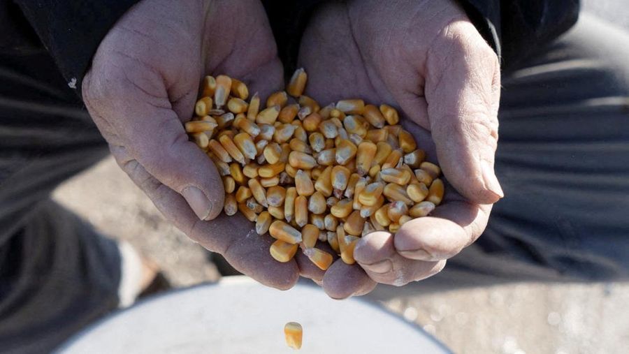 Jagung. (REUTERS/Lawrence Bryant/File Photo)