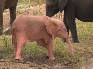 Gemas! Bayi Gajah Bona Lahir di Afrika Selatan, Warnanya Pink