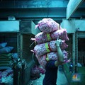 Ungkap Penyelewengan Impor Bawang Putih, Ombudsman Beri Saran Ini