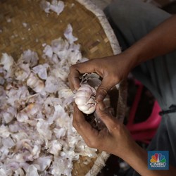 Harga Bawang Putih 