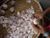 Harga Bawang Putih 