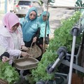 BRInita Sulap Lahan Sempit Jadi Urban Farming Produktif