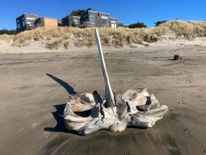 Kerangka Paus Terdampar di Pantai Jadi Wisata Dadakan