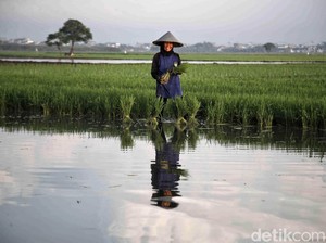 RI-Vietnam Bakal Sepakati Perjanjian Ketahanan Pangan
