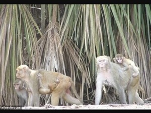 Dihuni Monyet Percobaan, Pulau Ini Terlarang Dikunjungi Manusia