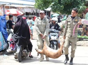 Aksi Satpol PP Gotong Kambing-kambing yang Berkeliaran di Kota Bima
