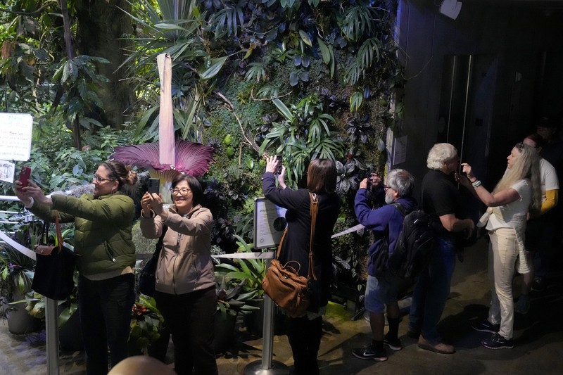 California Academy of Sciences, sebuah lembaga penelitian dan museum sains yang berbasis di San Francisco, Amerika Serikat memiliki bunga bangkai yang mekar sejak Rabu (27/2) lalu. (AP Photo/Jeff Chiu) California Academy of Sciences, sebuah lembaga penelitian dan museum sains yang berbasis di San Francisco, Amerika Serikat memiliki bunga bangkai yang mekar sejak Selasa (27/2) lalu. (AP Photo/Jeff Chiu)