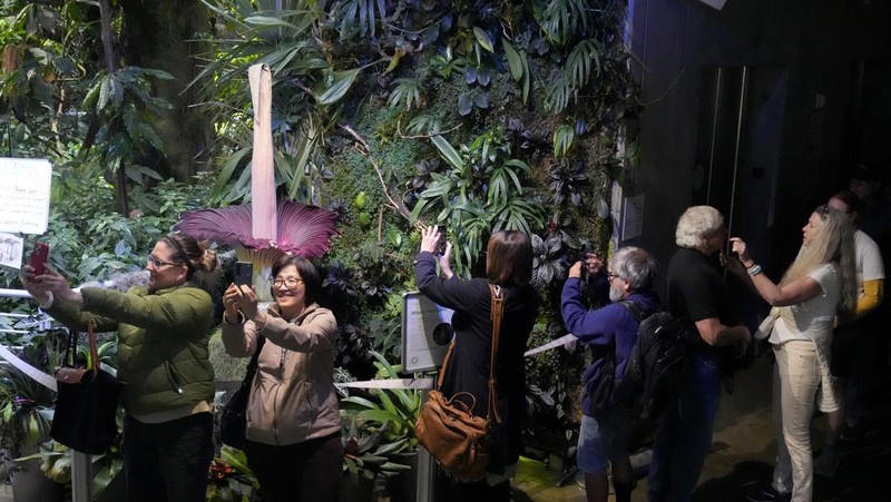 California Academy of Sciences, sebuah lembaga penelitian dan museum sains yang berbasis di San Francisco, Amerika Serikat memiliki bunga bangkai yang mekar sejak Selasa (27/2) lalu. (AP Photo/Jeff Chiu)