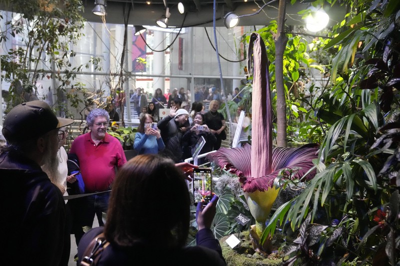 California Academy of Sciences, sebuah lembaga penelitian dan museum sains yang berbasis di San Francisco, Amerika Serikat memiliki bunga bangkai yang mekar sejak Selasa (27/2) lalu. (AP Photo/Jeff Chiu)