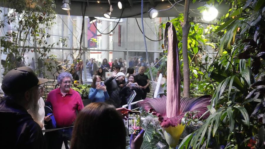California Academy of Sciences, sebuah lembaga penelitian dan museum sains yang berbasis di San Francisco, Amerika Serikat memiliki bunga bangkai yang mekar sejak Selasa (27/2) lalu. (AP Photo/Jeff Chiu)