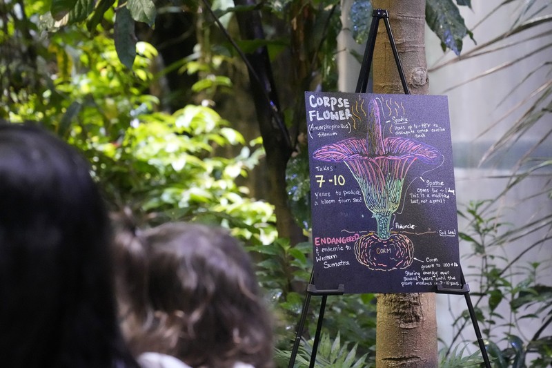 California Academy of Sciences, sebuah lembaga penelitian dan museum sains yang berbasis di San Francisco, Amerika Serikat memiliki bunga bangkai yang mekar sejak Rabu (27/2) lalu. (AP Photo/Jeff Chiu) California Academy of Sciences, sebuah lembaga penelitian dan museum sains yang berbasis di San Francisco, Amerika Serikat memiliki bunga bangkai yang mekar sejak Selasa (27/2) lalu. (AP Photo/Jeff Chiu)