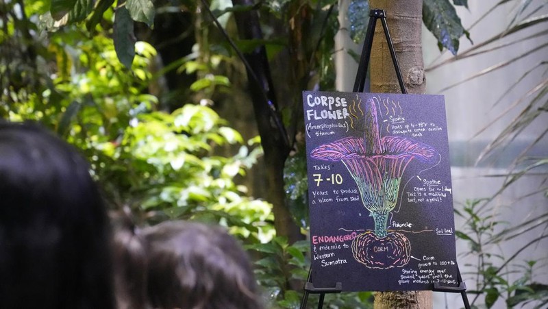 California Academy of Sciences, sebuah lembaga penelitian dan museum sains yang berbasis di San Francisco, Amerika Serikat memiliki bunga bangkai yang mekar sejak Selasa (27/2) lalu. (AP Photo/Jeff Chiu)