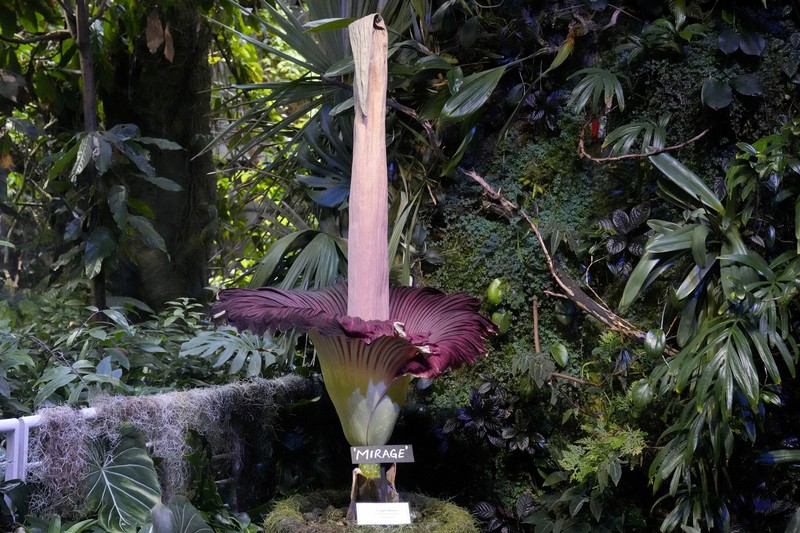 California Academy of Sciences, sebuah lembaga penelitian dan museum sains yang berbasis di San Francisco, Amerika Serikat memiliki bunga bangkai yang mekar sejak Rabu (27/2) lalu. (AP Photo/Jeff Chiu) California Academy of Sciences, sebuah lembaga penelitian dan museum sains yang berbasis di San Francisco, Amerika Serikat memiliki bunga bangkai yang mekar sejak Selasa (27/2) lalu. (AP Photo/Jeff Chiu)