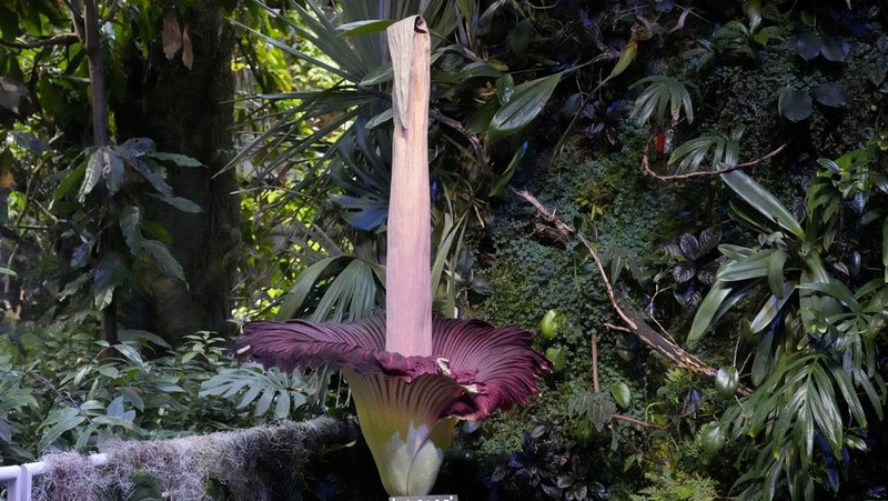 California Academy of Sciences, sebuah lembaga penelitian dan museum sains yang berbasis di San Francisco, Amerika Serikat memiliki bunga bangkai yang mekar sejak Selasa (27/2) lalu. (AP Photo/Jeff Chiu)