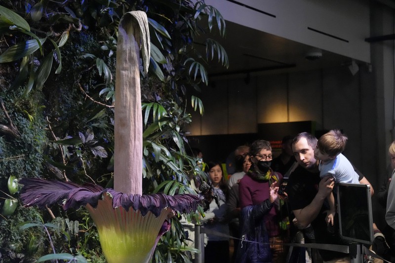 California Academy of Sciences, sebuah lembaga penelitian dan museum sains yang berbasis di San Francisco, Amerika Serikat memiliki bunga bangkai yang mekar sejak Rabu (27/2) lalu. (AP Photo/Jeff Chiu) California Academy of Sciences, sebuah lembaga penelitian dan museum sains yang berbasis di San Francisco, Amerika Serikat memiliki bunga bangkai yang mekar sejak Selasa (27/2) lalu. (AP Photo/Jeff Chiu)