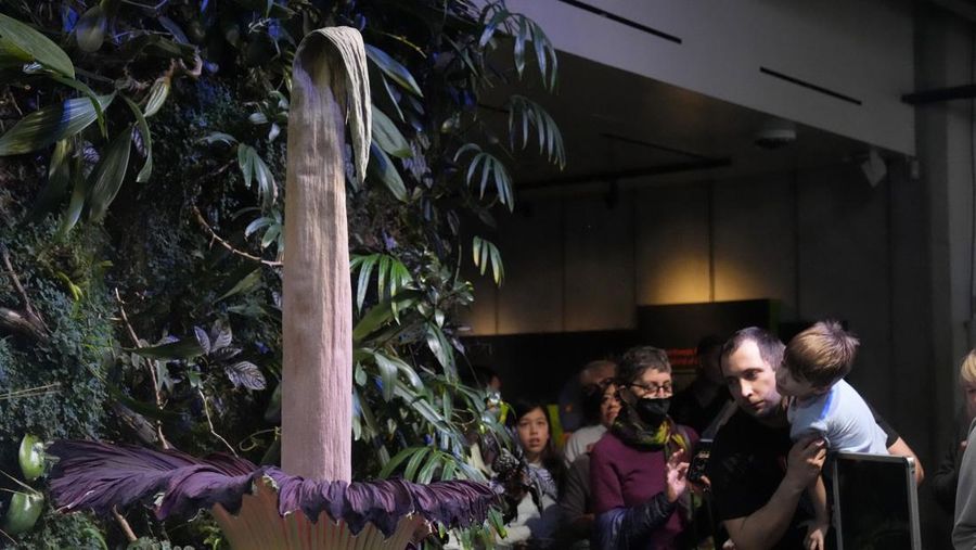 California Academy of Sciences, sebuah lembaga penelitian dan museum sains yang berbasis di San Francisco, Amerika Serikat memiliki bunga bangkai yang mekar sejak Selasa (27/2) lalu. (AP Photo/Jeff Chiu)