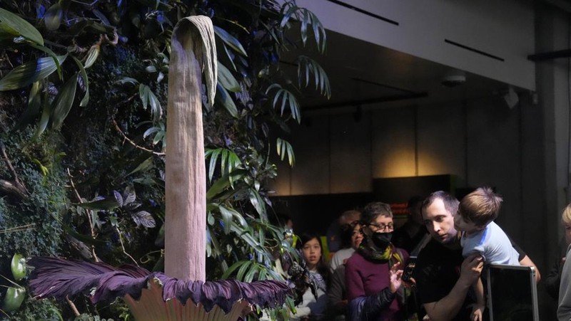 California Academy of Sciences, sebuah lembaga penelitian dan museum sains yang berbasis di San Francisco, Amerika Serikat memiliki bunga bangkai yang mekar sejak Selasa (27/2) lalu. (AP Photo/Jeff Chiu)