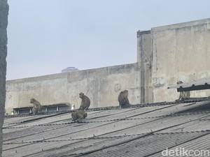 Pakar Unpad Ungkap Kemungkinan Monyet Ekor Panjang Masuk Pemukiman