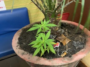 Pria di Samosir Ditangkap gegara Tanam Ganja di Rumah untuk Konsumsi Pribadi