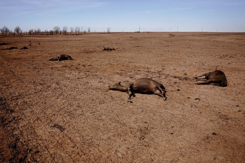 Sebuah rumah yang hancur akibat kebakaran hutan Smokehouse Creek terletak di sebelah rumah yang lolos dari kobaran api di Kanada, Texas, AS, 28 Februari 2024. Sebuah rumah yang hancur akibat kebakaran hutan Smokehouse Creek terletak di sebelah rumah yang lolos dari kobaran api di Kanada, Texas, AS, 28 Februari 2024. (REUTERS/Nick Oxford)