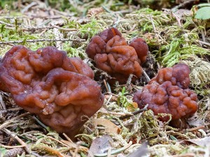 5 Makanan Berbahaya Ini Ternyata Enak Dimakan, Ada Jamur Otak dan Ubur-ubur