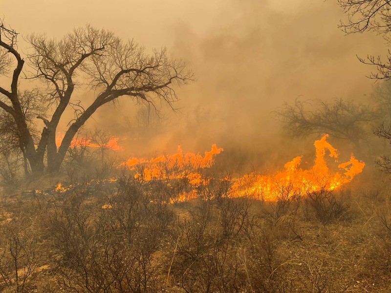Dinas Kehutanan Texas A&M melaporkan bahwa enam kebakaran besar, yang dipicu oleh suhu panas saat musim dingin dan angun kencang, masih berkobar secara aktif, Texas, Amerika Serikat. (REUTERS/Nathan Frandino) Dinas Kehutanan Texas A&M melaporkan bahwa enam kebakaran besar, yang dipicu oleh suhu panas saat musim dingin dan angun kencang, masih berkobar secara aktif, Texas, Amerika Serikat. (REUTERS/Nathan Frandino)