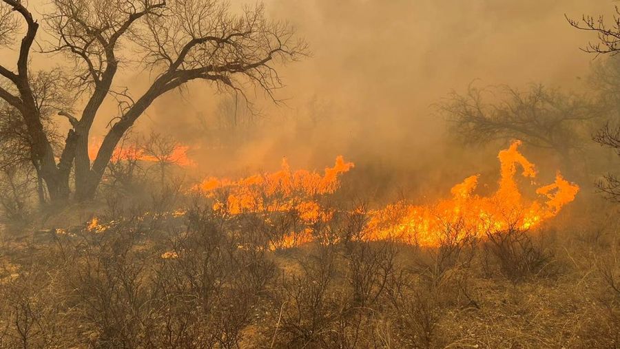 Dinas Kehutanan Texas A&M melaporkan bahwa enam kebakaran besar, yang dipicu oleh suhu panas saat musim dingin dan angun kencang, masih berkobar secara aktif, Texas, Amerika Serikat. (REUTERS/Nathan Frandino)