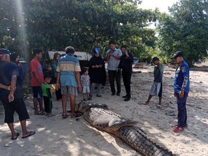 Buaya 5 Meter di Bangka Ditangkap Warga karena Bikin Resah