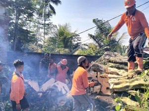 Pohon Raksasa Tumbang Menimpa Pura di Tegallalang Gianyar