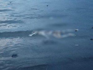 Mayat Tanpa Busana Mengambang di Selat Bali, Kondisinya Membusuk