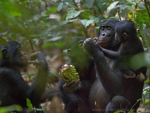Ini Jenis Kera yang Tak Bunuh Spesies Lain, Punya Cara Atasi Konflik