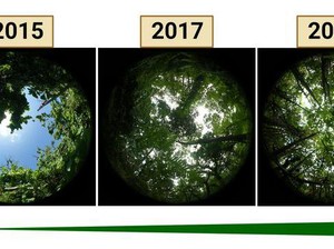 Hutan Pulau di Pasifik Pulih Usai Diamuk Angin Topan 2015, Ini Prosesnya