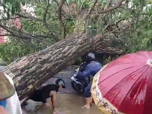 Pohon Trembesi Tumbang Putus Akses Srono Banyuwangi