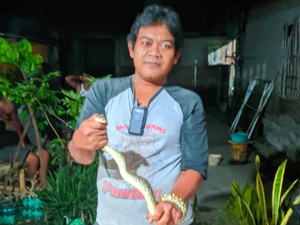 Hiii! Ada Ular Piton di Klaten Ngumpet di Belakang Magic Com