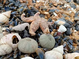 Misteri Kematian Ribuan Bintang Laut di Pantai Inggris