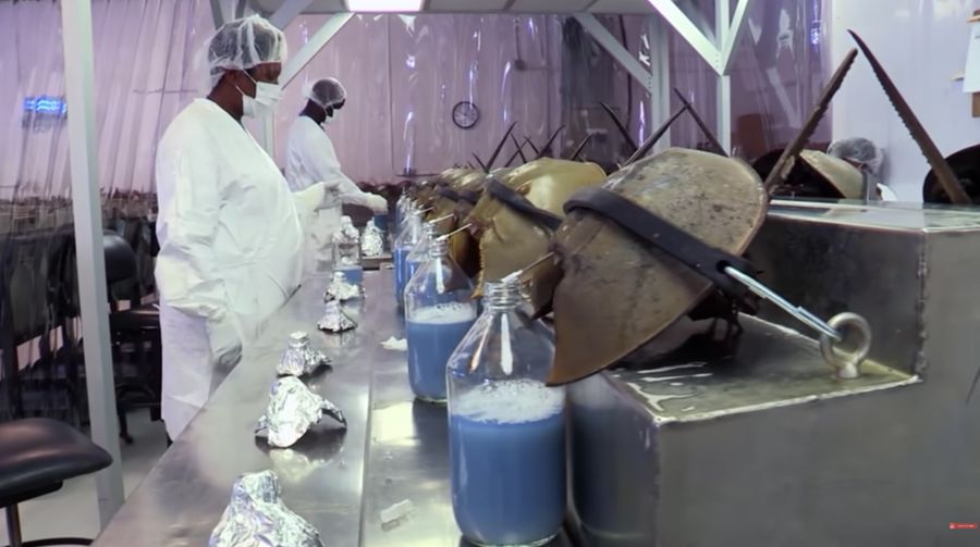 Darah kepiting tapal kuda. (Tangkapan Layar Youtube Noal Farm)