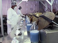 Kepiting Purba ini Punya Peran dalam Pembuatan Vaksin & Obat Manusia