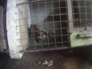 Kondisi Miris Musang di Balik Industri Pariwisata Kopi Luwak Bali