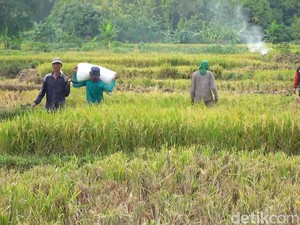 Petani Lamongan Keluhkan Harga Gabah Anjlok di Tengah Mahalnya Beras