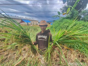 Curhat Petani Bandung Susah Dapat Pupuk Saat Harga Beras Tinggi