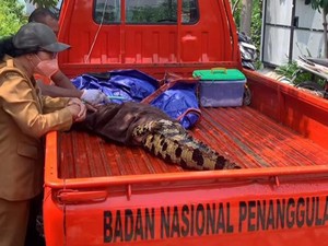 Buaya Milik Warga Surabaya Dievakuasi gegara Ukurannya Semakin Besar