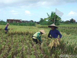Petani di Klungkung Semringah Harga Gabah Rp 7.500 Per Kilogram