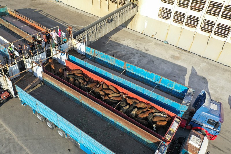 A drone view shows a Kuwaiti 'death ship' carrying thousands of cattle whose foul smell caused a stink in top tourist city Cape Town, at the Umm Qasr port, in Basra, Iraq March 6, 2024. REUTERS/Essam al-Sudani