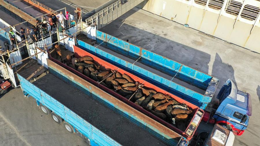 A drone view shows a Kuwaiti 'death ship' carrying thousands of cattle whose foul smell caused a stink in top tourist city Cape Town, at the Umm Qasr port, in Basra, Iraq March 6, 2024. REUTERS/Essam al-Sudani